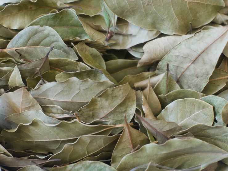 foglie secche di alloro