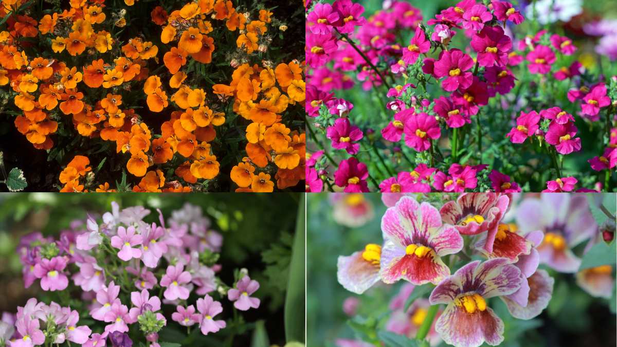 Nemesia, delicata ma sorprendente