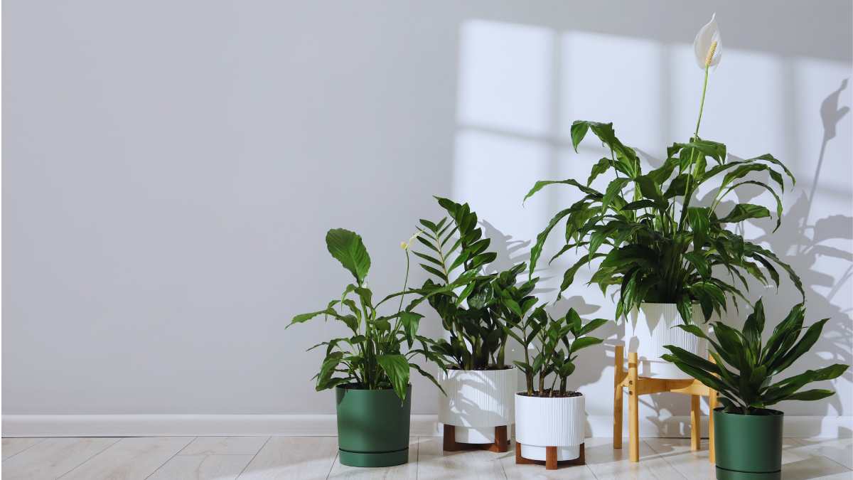 3 piante che funzionano anche se te ne dimentichi: resistono a tutto e restano belle