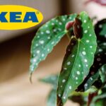 Una piantina di begonia ed in alto a sinistra il logo di IKEA