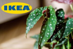 Una piantina di begonia ed in alto a sinistra il logo di IKEA
