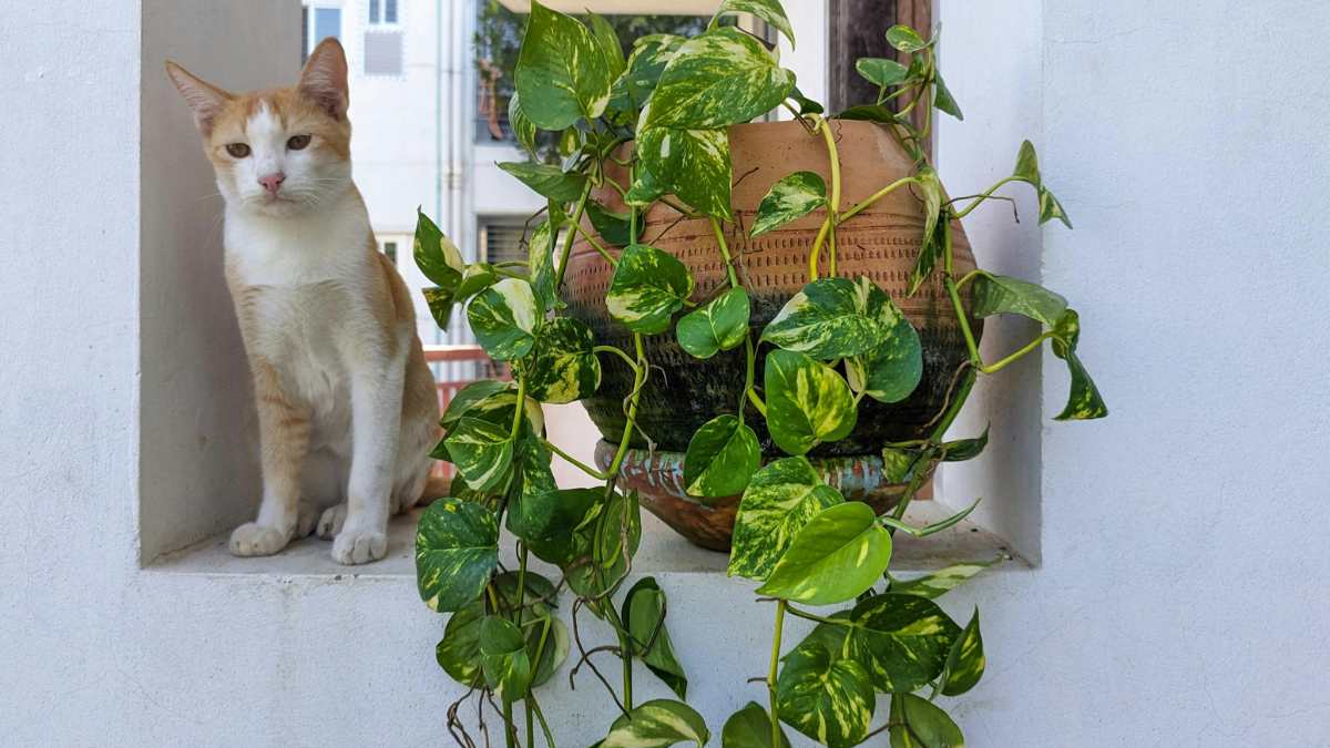 Pothos: movimento senza complicazioni