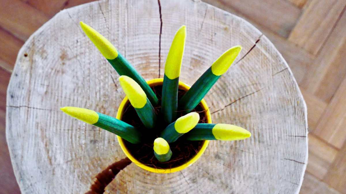 sanseveria con punte gialle
