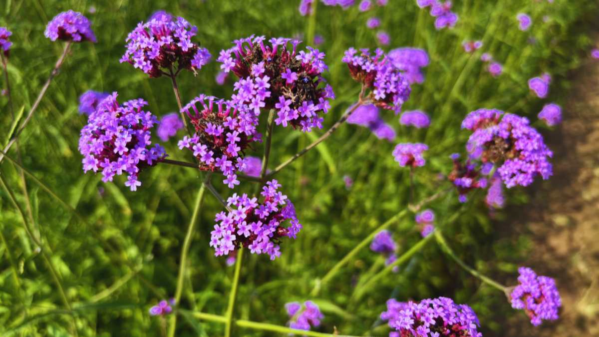 Verbena, movimento e leggerezza
