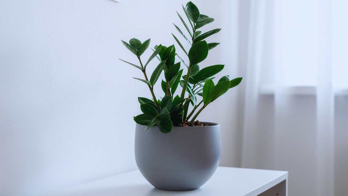 Zamioculcas: piena, lucida, sempre “a posto”