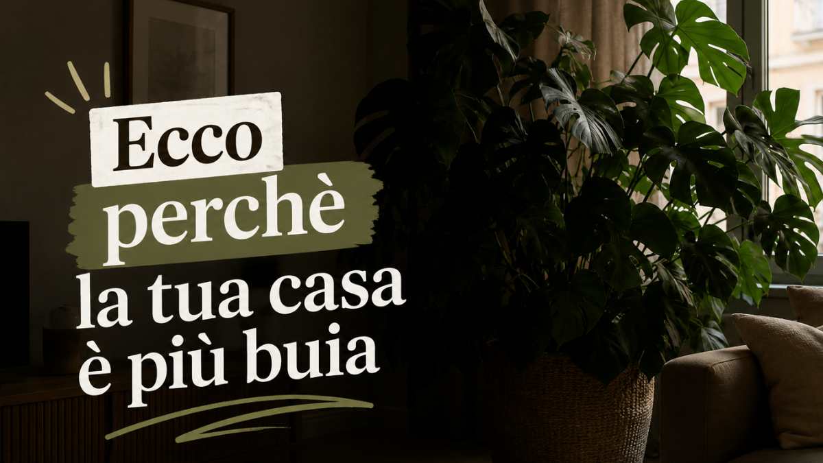 Alcune piante da interno fanno sembrare la casa più buia senza che ce ne accorgiamo