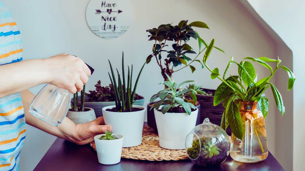 Il Ficus Lyrata, ovvero la pianta che sembra una scultura