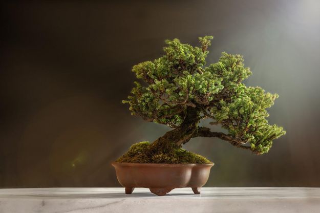 Arredare con i bonsai: 3 idee da copiare