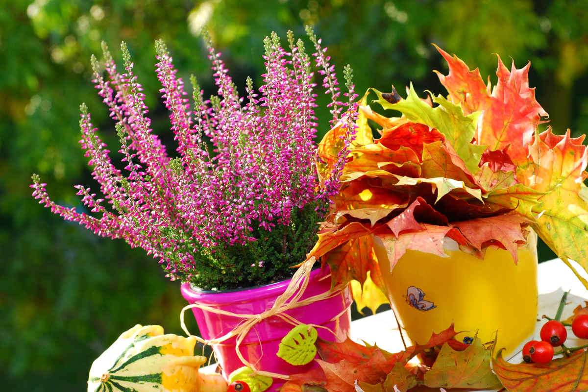 arredare il terrazzo con fiori autunnali