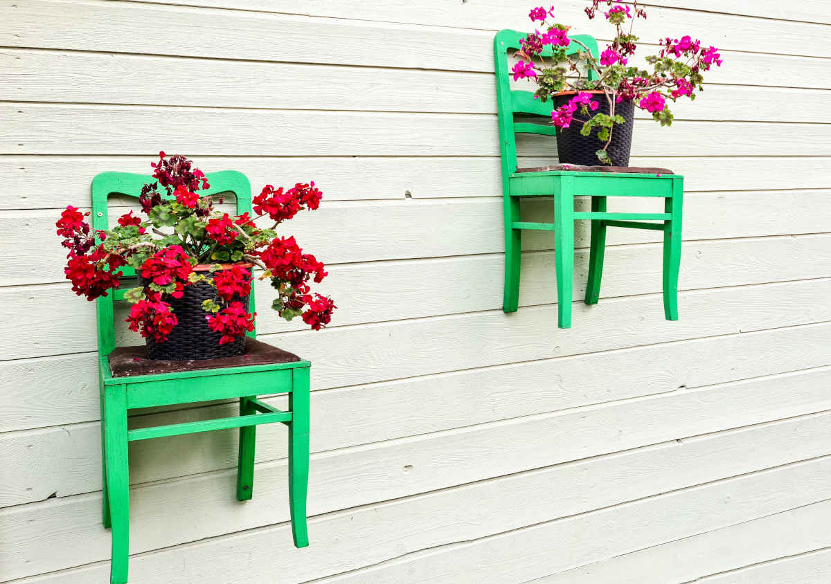 parete esterna con sedie verdi appese con piante di gerani di colore rosso e fucsia 