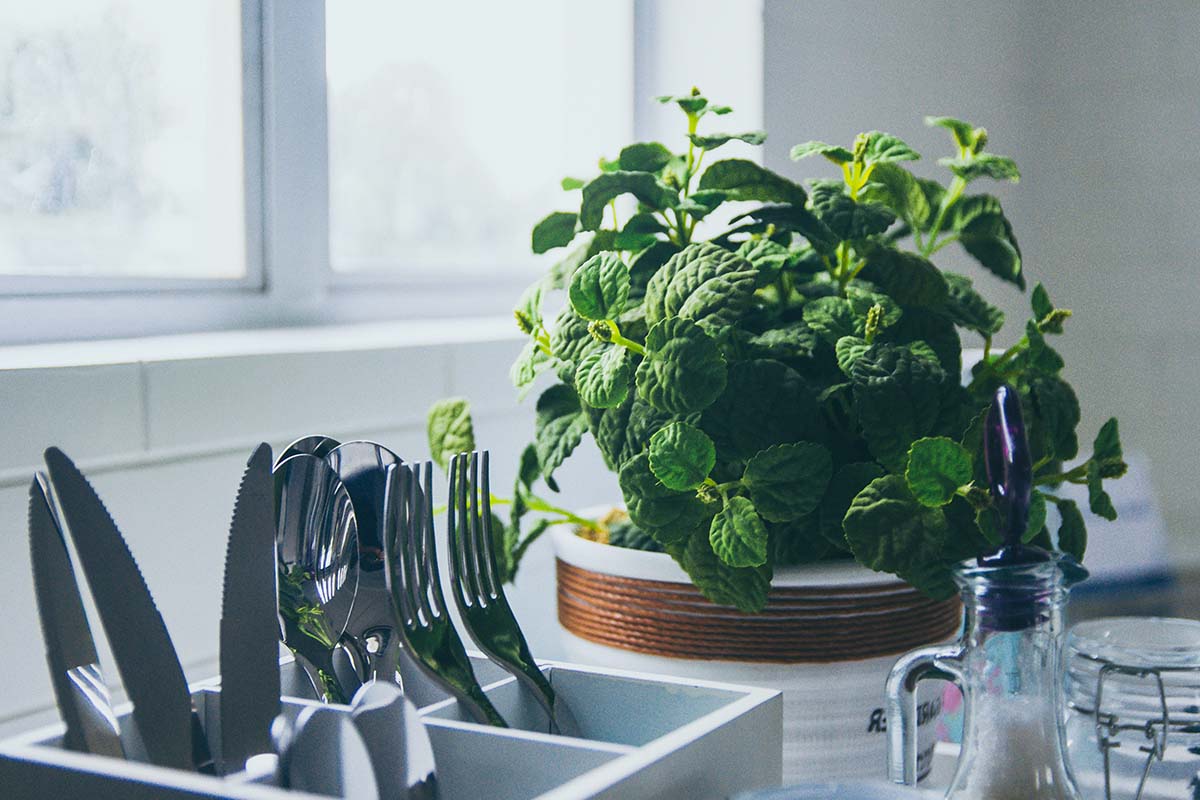 Erbe aromatiche in cucina: le soluzioni più originali per averle sempre a portata di mano