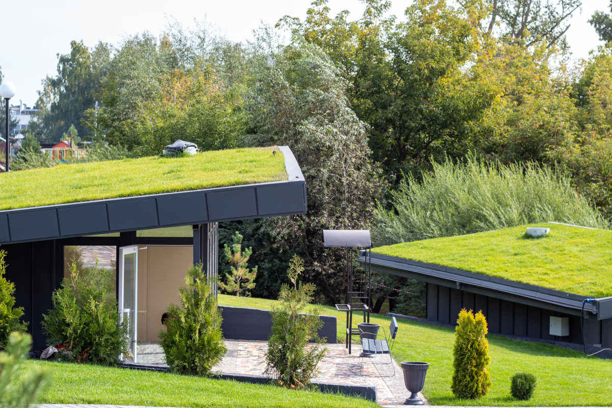 Uno studio rivela le migliori piante per il green roof