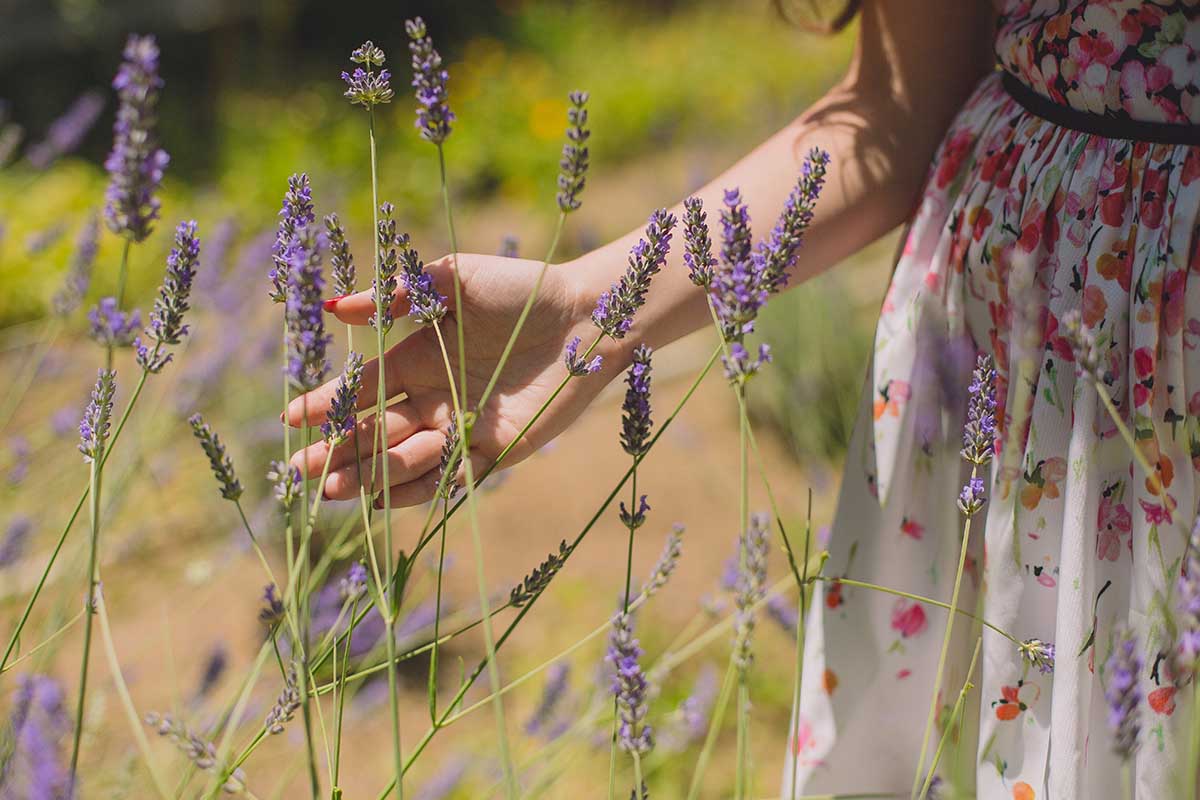 Lavanda contro zanzare: Come creare il repellente