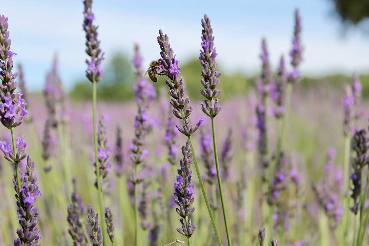 piante contro zanzare lavanda