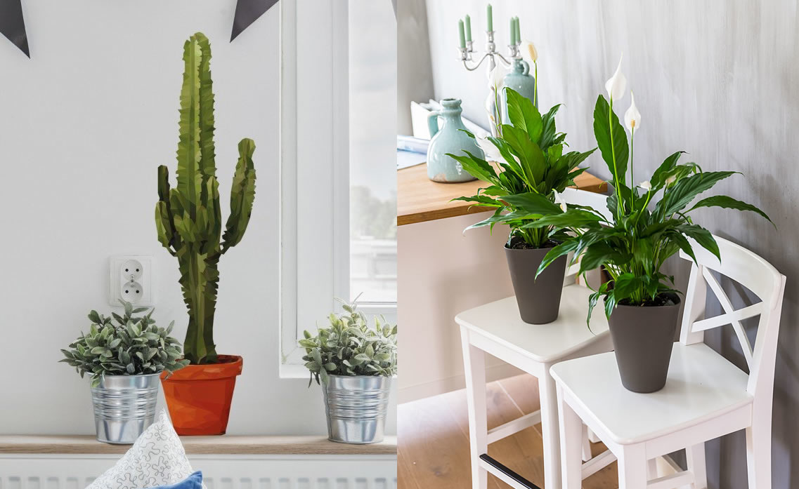 10 piante di tendenza per arredare casa con un tocco green