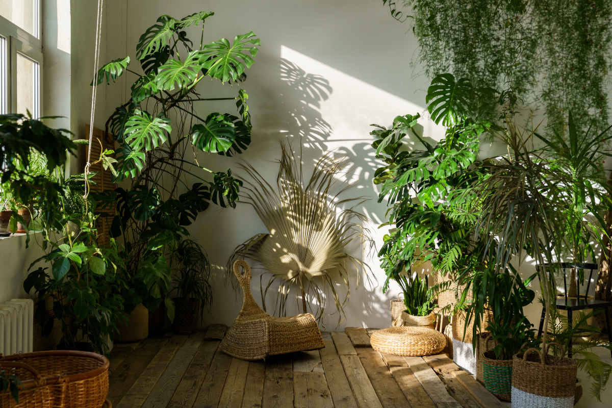 Le piante ideali per veri amanti dello stile jungle
