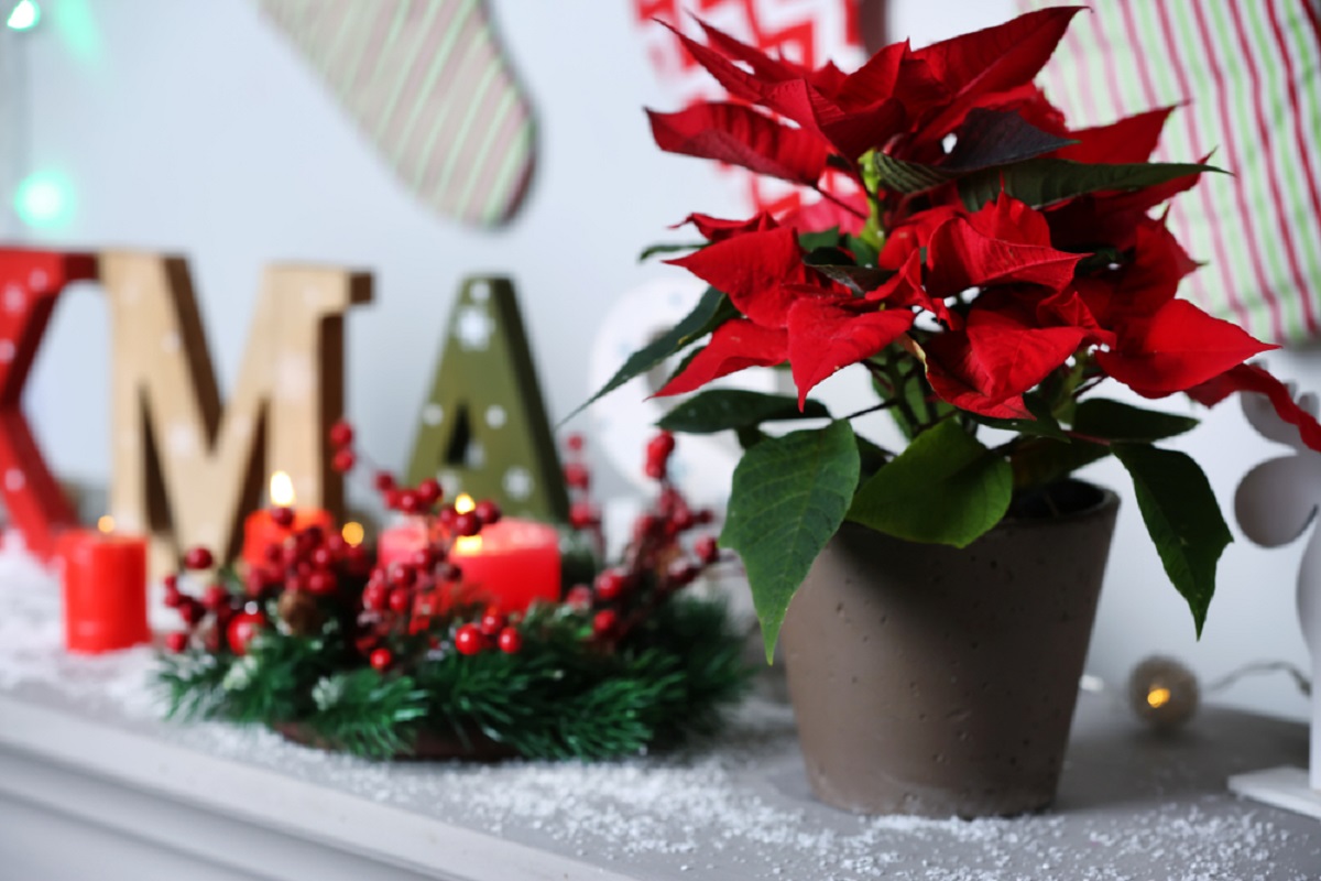 stella di natale idee originali per arredare casa